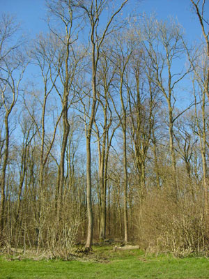 Picture of woodlands